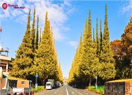 Tour Nhật Bản Mùa Thu 2026: Cung Đường Tokyo - Núi Phú Sĩ